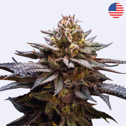 Nahaufnahme von Gorilla Melon feminisierten Samen von 420 Fast Buds, zeigt die dichten Knospen.