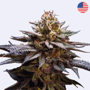 Nahaufnahme von Gorilla Melon feminisierten Samen von 420 Fast Buds, zeigt die dichten Knospen.