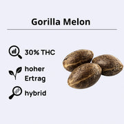 Gorilla Melon feminisierte Samen mit 30% THC, hohem Ertrag und hybrid Eigenschaften.