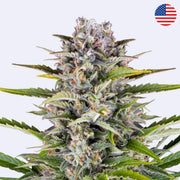 Gorilla Zkittlez Autoflowering Samen von Barneys Farm mit dichten Blüten und üppigem Grün.