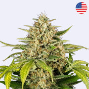 Green Gelato Autoflowering Samen