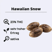 Hawaiian Snow Samen mit 23% THC, sehr hohem Ertrag, Sativa-Sorte von Green House Seeds.