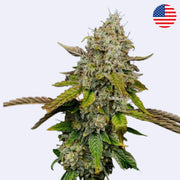 Haze Berry Feminisierte Samen von Royal Queen Seeds mit dichten Blüten und grünen Blättern.