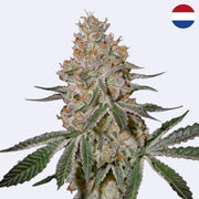 HighCloudZ Feminisierte Samen von Green House Seeds mit dichten Blüten und grünen Blättern.