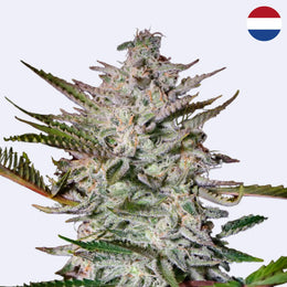 Holy Punch Feminisierte Samen