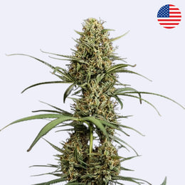 Hulkberry Autoflowering Samen