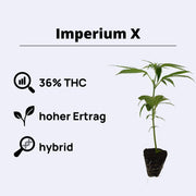 Imperium X plant showcasing 36% THC, 9-10 weeks growth time, high yield, and hybrid characteristics.