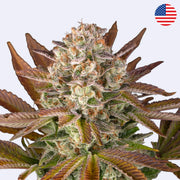 Jealousy Feminisierte Samen von Barneys Farm, blühende Cannabis-Pflanze mit dichten Knospen und bunten Blättern.
