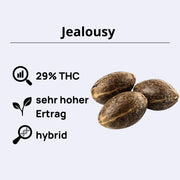 Jealousy feminisierte Samen von Barneys Farm mit 29% THC und hohem Ertrag, hybrid Qualität.
