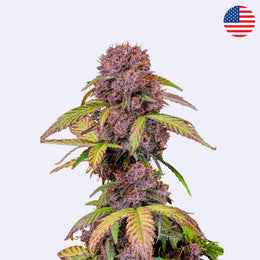 Lemon Cherry Cookies Autoflowering Samen