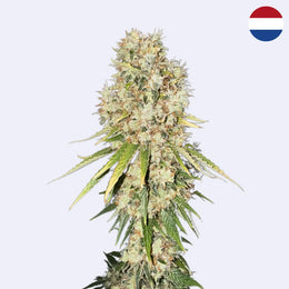 Lemon Haze Steckling - Clone Only