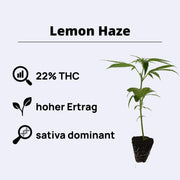 Lemon Haze Steckling - Clone Only