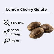 Lemon Cherry Gelato feminisierte Samen mit 33% THC und hohem Ertrag, ideal für Indica-Liebhaber.