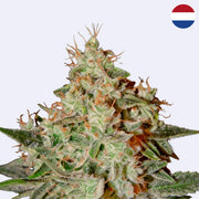 Nahaufnahme von Lemon Skunk feminisierten Samen von Green House Seeds, mit trichomreichen Blüten.