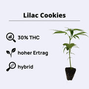 Lilac Cookies Ethos Genetics - Steckling