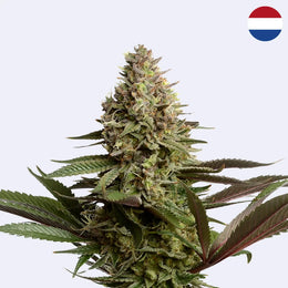 Magic OG Kush Feminisierte Samen