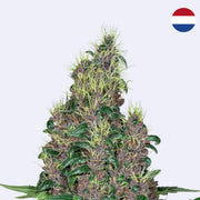 Mandarine Jam Feminisierte Samen von Sensi Seeds mit grünen Blättern und bunten Knospen auf einem neutralen Hintergrund.