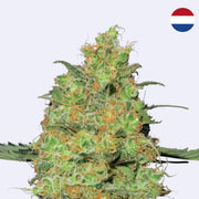 Master Kush Blüte von Sensi Seeds, grüne Knospe mit orangefarbenen Fäden, 100% Indica, feminisierte Samen.