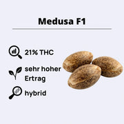 Medusa F1 Autoflowering Samen mit 21% THC und hohem Ertrag, Royal Queen Seeds.