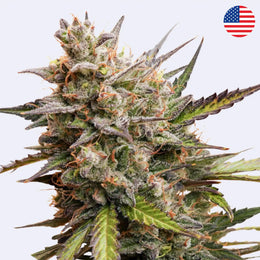 Melonade Runtz Autoflowering Samen