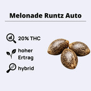 Melonade Runtz Autoflowering Samen