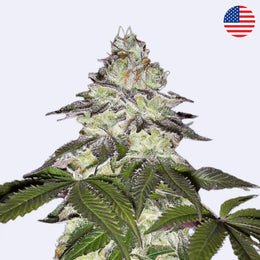 Milky Dreams Feminisierte Samen von Green House Seeds mit grünen Blättern und einer dichten Knospe.