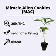 Miracle Alien Cookies (MAC) cannabis plant with 26% THC, 8-9 weeks growth time, high yield, and hybrid characteristics.