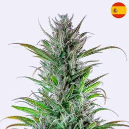 Northern Light feminisierte Samen