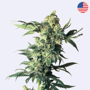 Northern Lights Feminisierte Samen von Sensi Seeds mit üppigen Blüten und grünen Blättern.