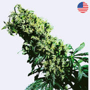 Northern Lights #5 x Haze Feminisierte Samen von Sensi Seeds, blühende Cannabispflanze im Fokus.