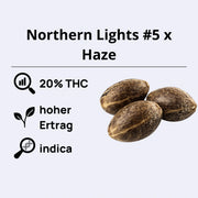 Northern Lights #5 x Haze Samen mit 20% THC, hoher Ertrag und indica-Anteil.