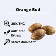 Orange Bud Feminisierte Samen