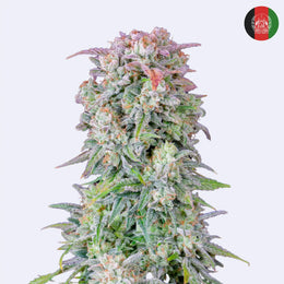 Original Afghan Kush Autoflowering Samen