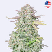 Original Trainwreck Autoflowering Samen - 420 Fast Buds