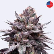 Papaya Sherbet Feminisierte Samen - 420 Fast Buds Blüte mit lila Blättern und Frost auf den Knospen