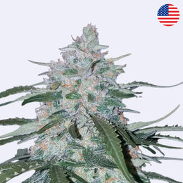Pineapple Express Autoflowering Samen von Fast Buds mit dichten, harzigen Blüten und lebendigen Blättern.