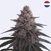 Power Plant Steckling - Dutch Passion