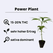 Power Plant Steckling - Dutch Passion