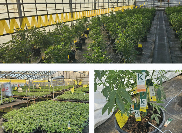 Professionelle Anzucht