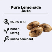 Purple Lemonade Autoflowering Samen