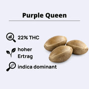 Purple Queen feminisierte Samen