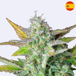 Quick One Autoflowering Samen