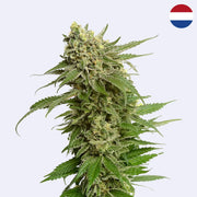 Quicksilver Feminisierte Samen