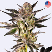 RS11 x Banana OG Feminisierte Samen - Barneys Farm Blütenansicht mit detailreicher Struktur.