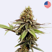 Rainbow Sherbet #11 - Steckling