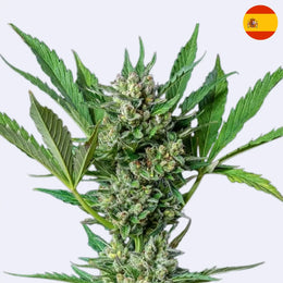 Royal Dwarf Autoflowering Samen