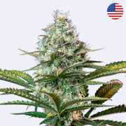 Royal Runtz Feminisierte Samen von Royal Queen Seeds mit voller Blüte und detailreicher Cannabis-Pflanze.