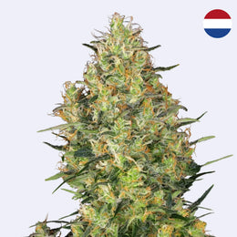 Shiva Skunk Feminisierte Samen von Sensi Seeds in voller Blüte mit reichhaltigen Trichomen
