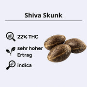 Shiva Skunk Samen mit 22% THC, sehr hohem Ertrag und indica Eigenschaften.