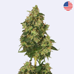 Skyrocket Feminisierte Samen